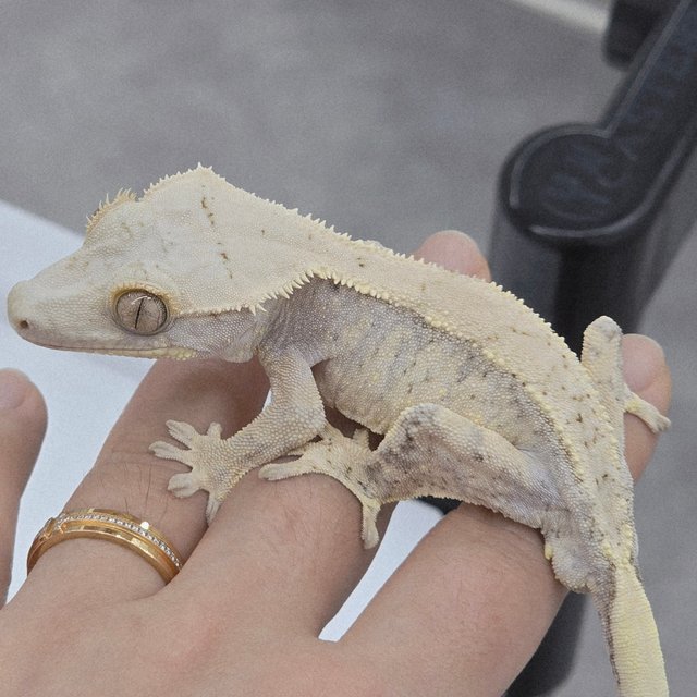 트라이 익스트림할리퀸