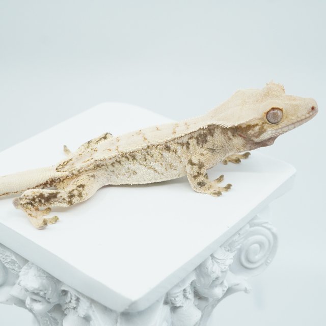 노멀 화이트스팟