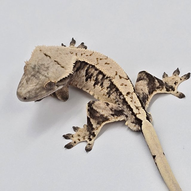 트라이 익스트림할리퀸