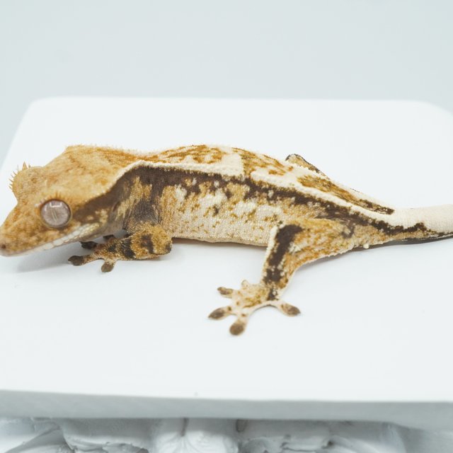 트라이 익스트림할리퀸 풀핀 쿼드