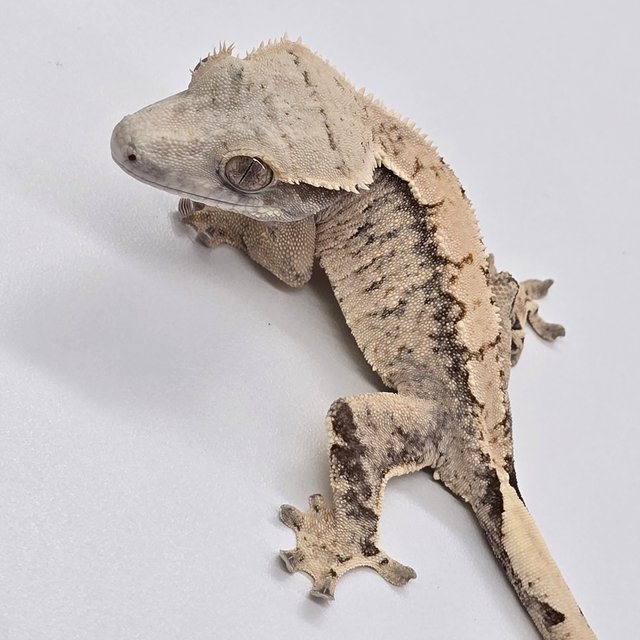 노멀 트라이 익스트림할리퀸