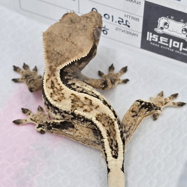 익스트림할리퀸 트라이