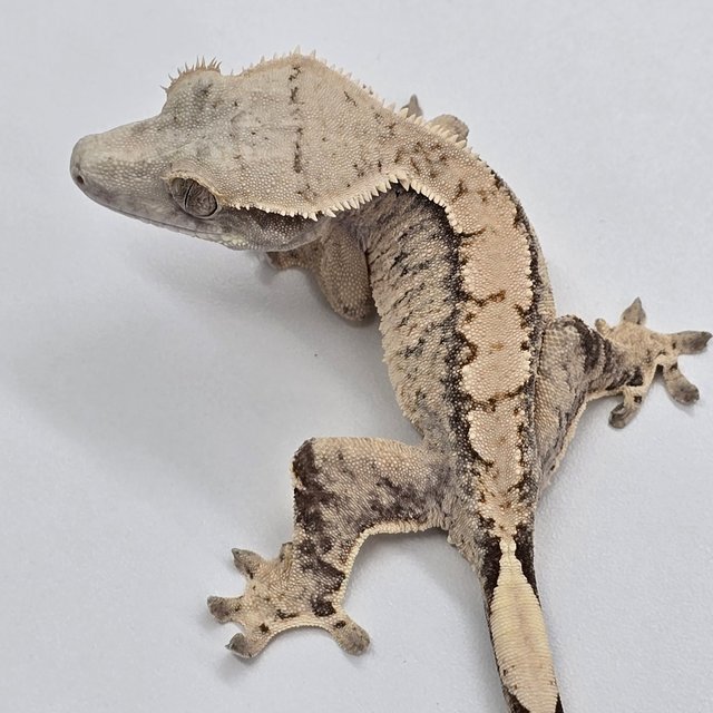 노멀 트라이 익스트림할리퀸