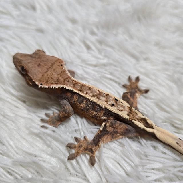 세이블