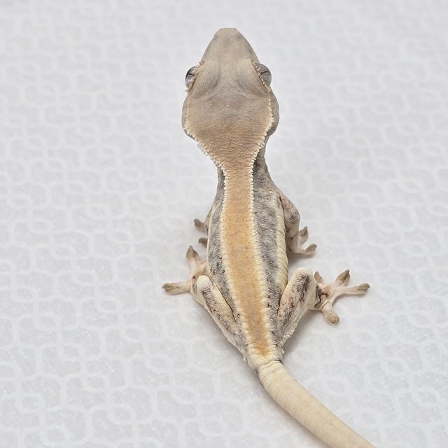 릴리화이트 솔리드백