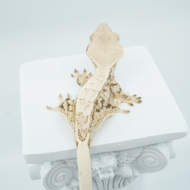 노멀 화이트스팟