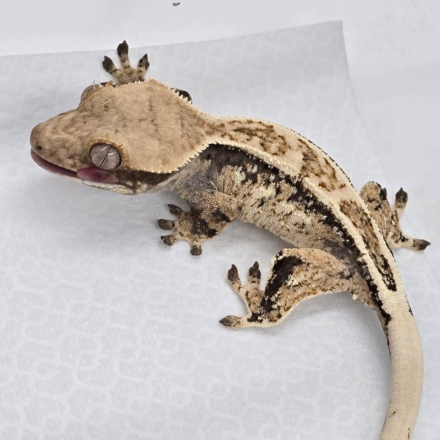 익스트림할리퀸 트라이