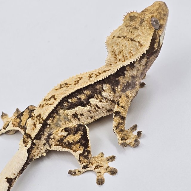 노멀 풀핀 쿼드