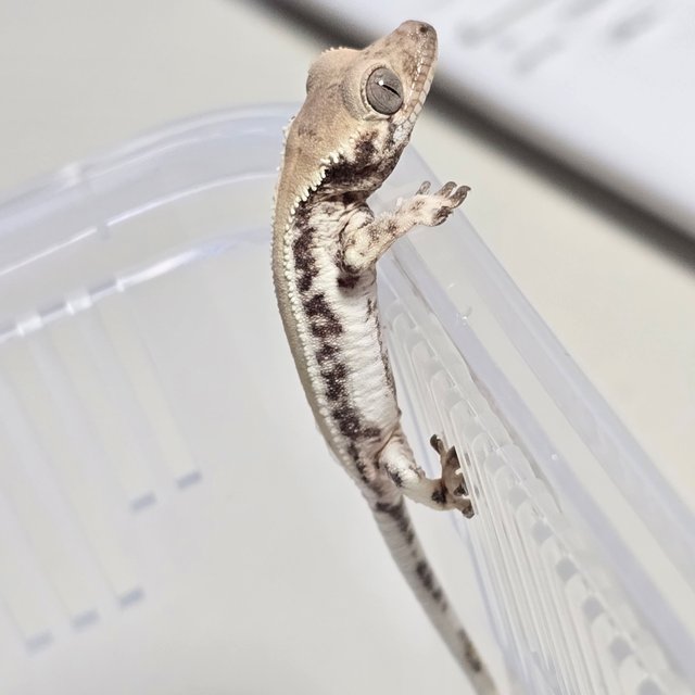 릴리 세이블 솔리드백