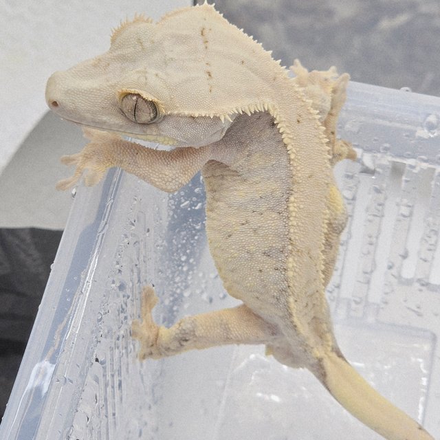 트라이 익스트림할리퀸