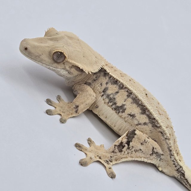 노멀 풀핀 쿼드