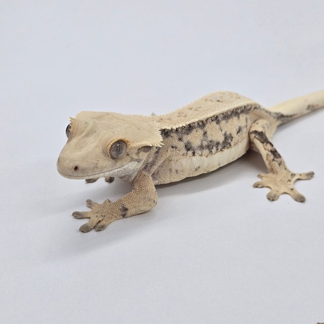 노멀 풀핀 쿼드