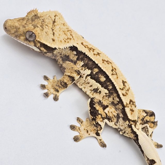 노멀 풀핀 쿼드