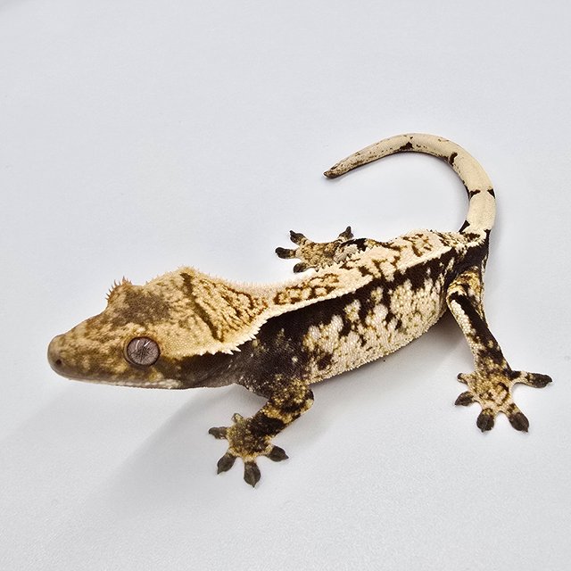 드리피 화이트스팟