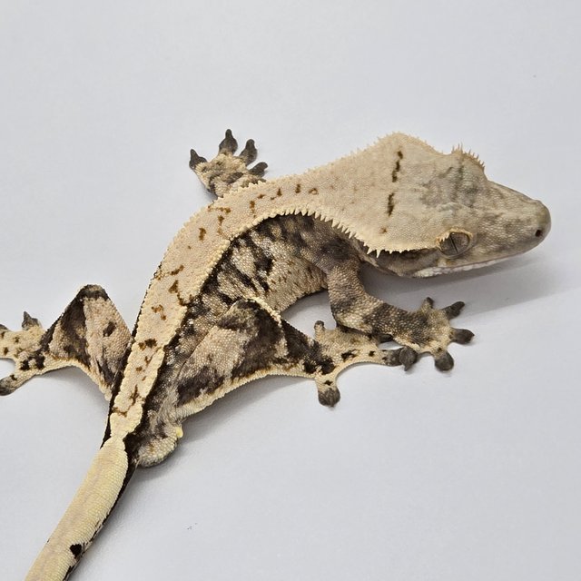 트라이 익스트림할리퀸