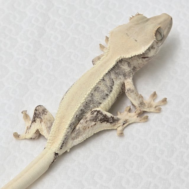 릴리화이트 솔리드백