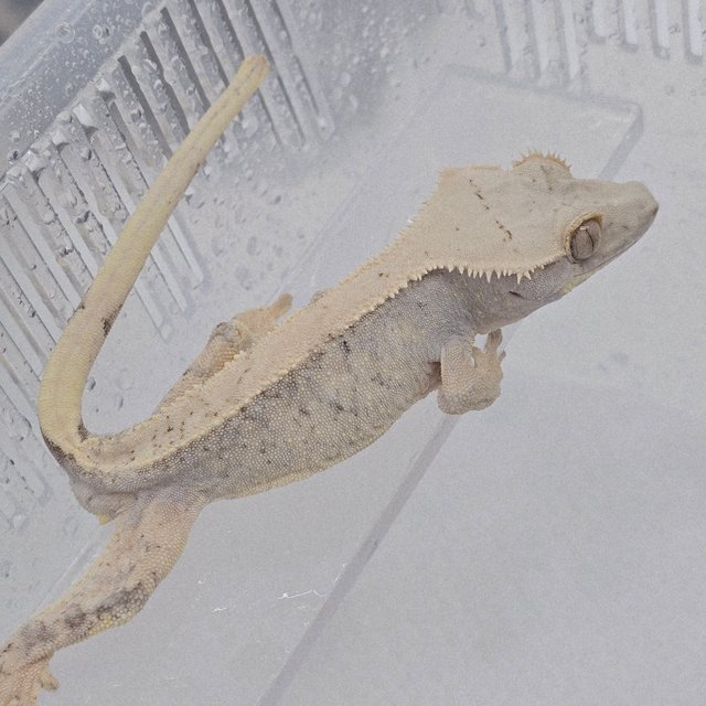 트라이 익스트림할리퀸