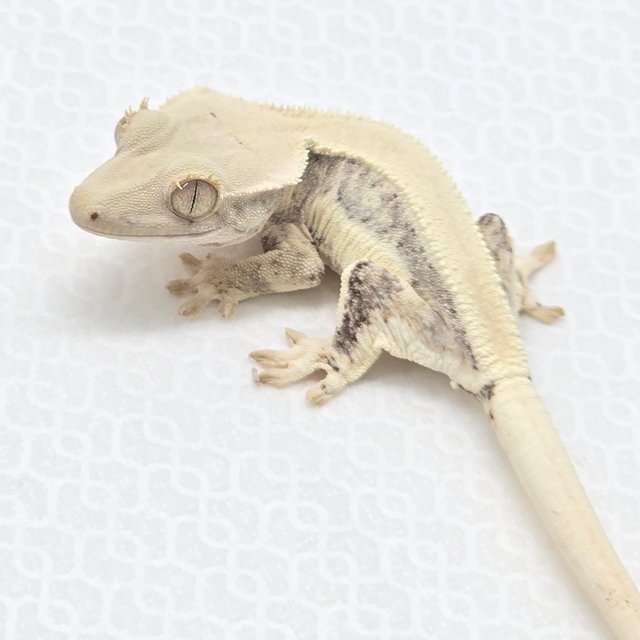 릴리화이트 솔리드백