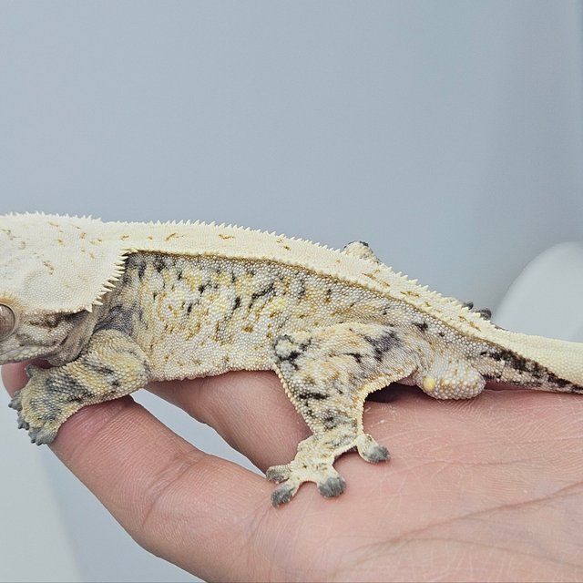 노멀 드리피 화이트스팟