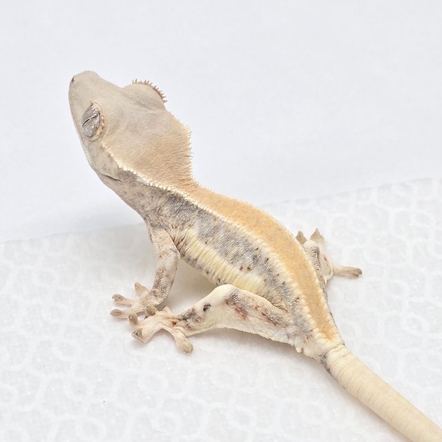 릴리화이트 솔리드백