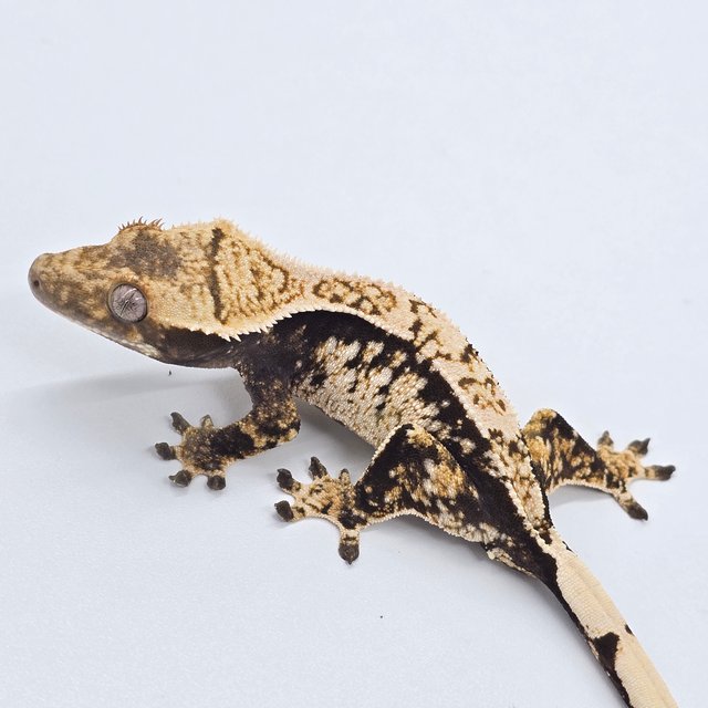 드리피 화이트스팟