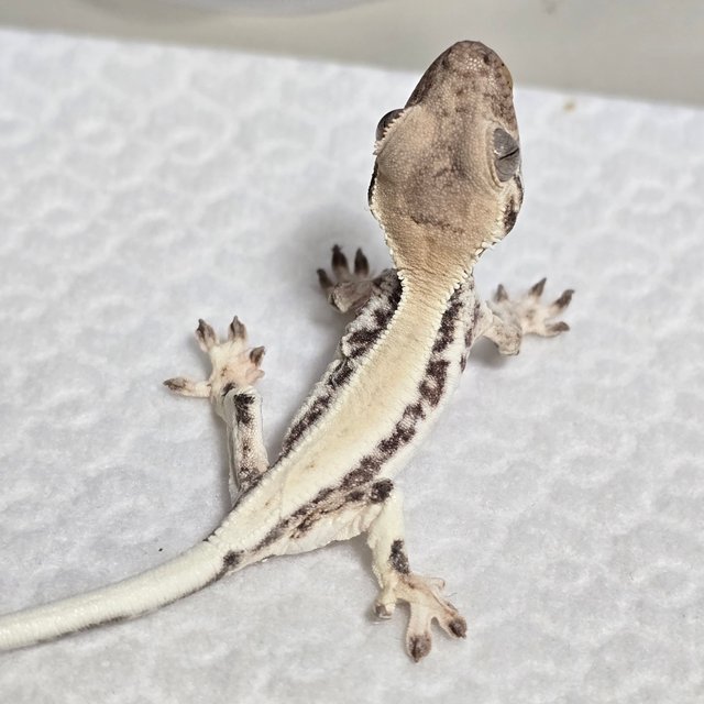 릴리 세이블 솔리드백