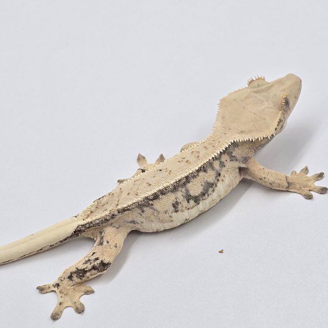 노멀 풀핀 쿼드