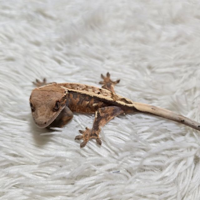 세이블