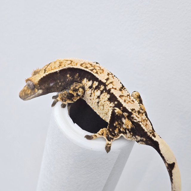 드리피 화이트스팟