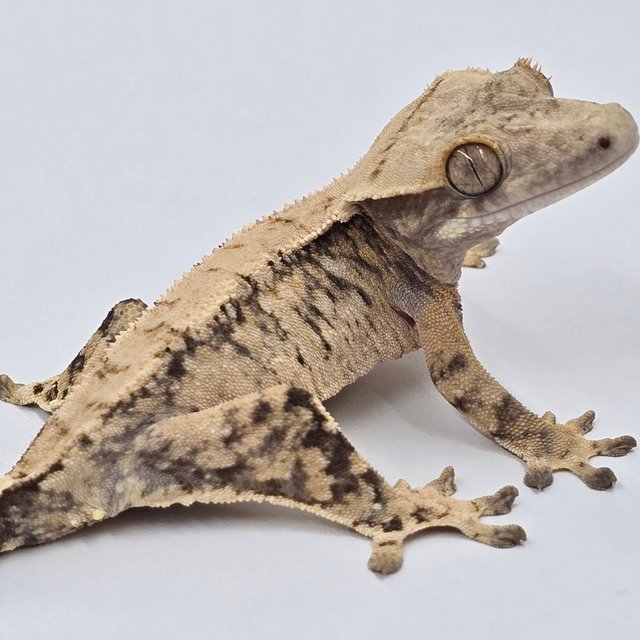 트라이 익스트림할리퀸