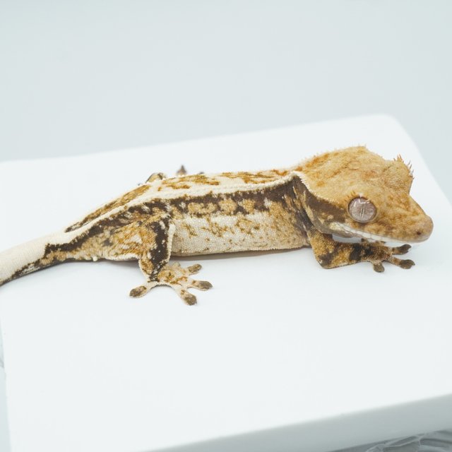 트라이 익스트림할리퀸 풀핀 쿼드