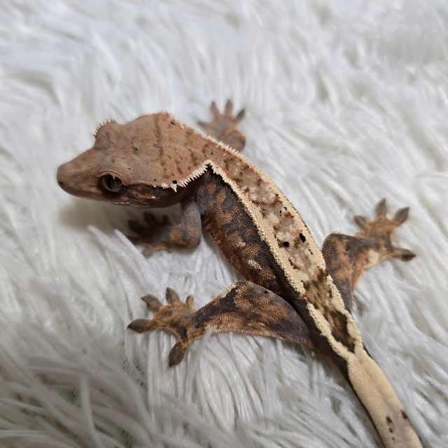세이블