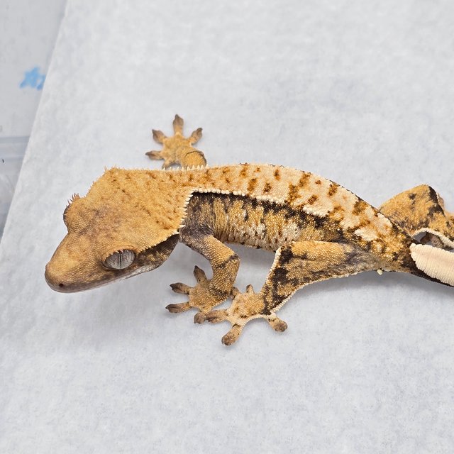 익스트림할리퀸 트라이