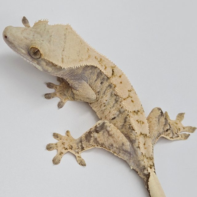 트라이 익스트림할리퀸 노멀