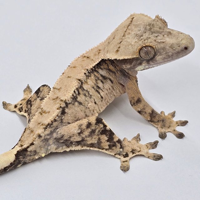 트라이 익스트림할리퀸