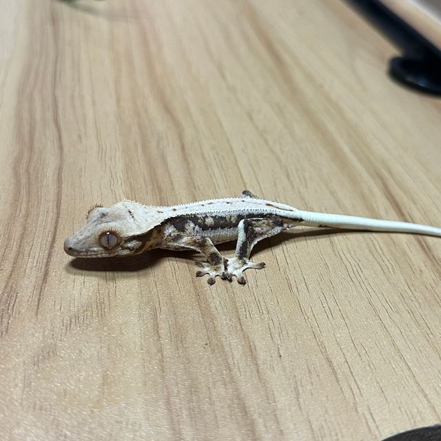 릴리화이트
