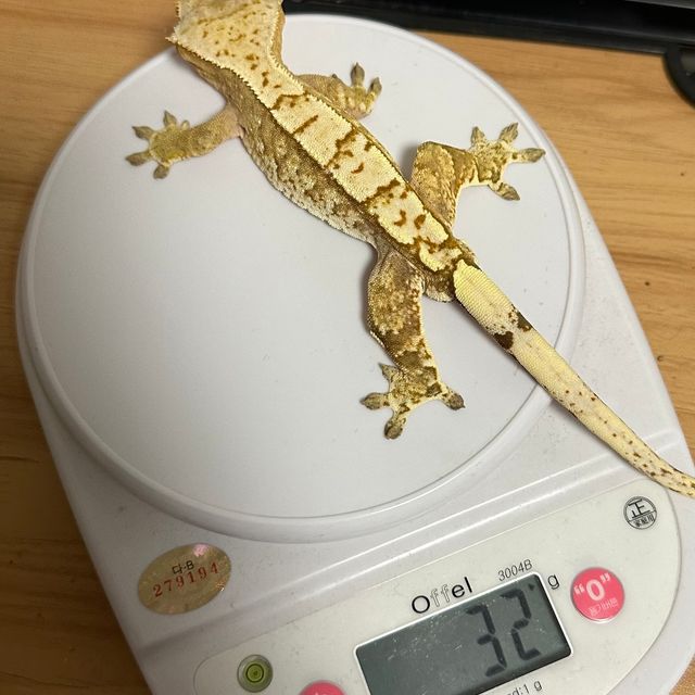 크림시클