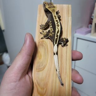 빙수