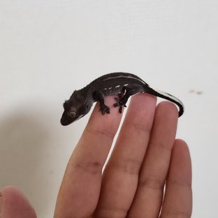 아잔틱