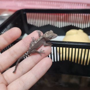 루왁
