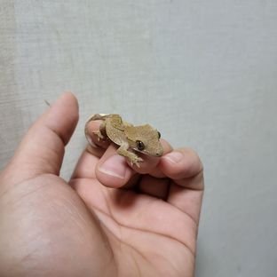 카린