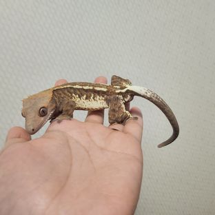 카사