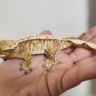 노멀 트라이 화이트스팟