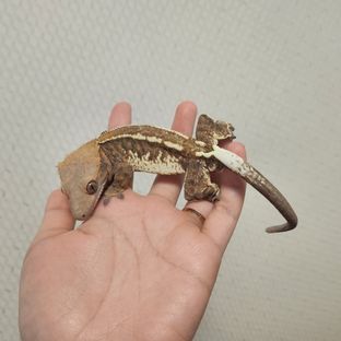 카사