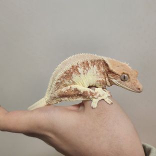 홍랑
