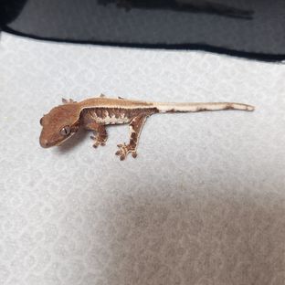 부르르부르르파타핌