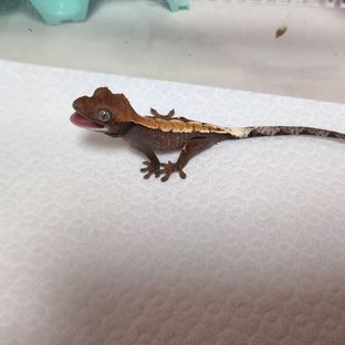 세이블