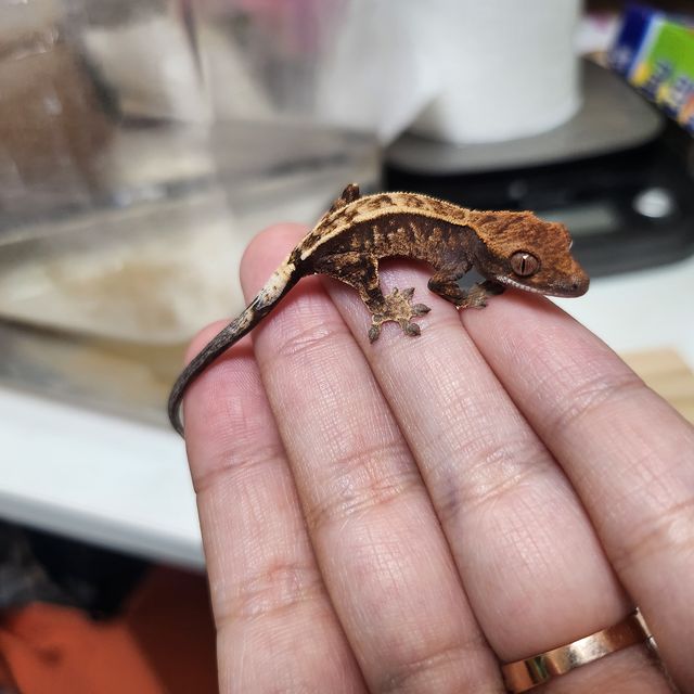 카푸치노 트라이