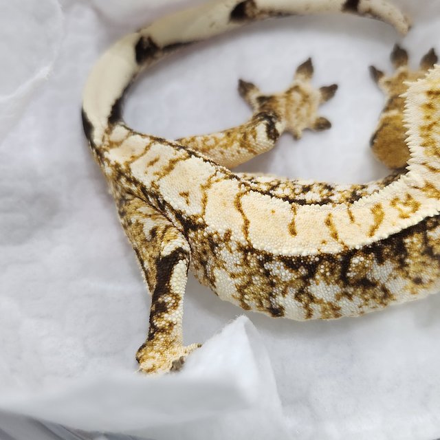 노멀 트라이 화이트스팟 화이트포트홀