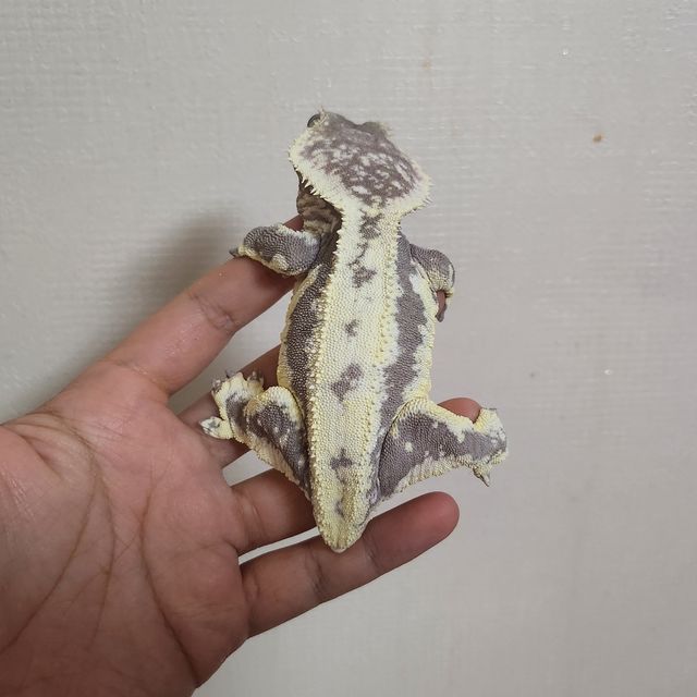 릴잔틱